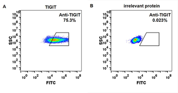 TIGIT Biosimilar Antibody