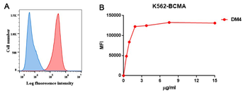 BCMA Antibody