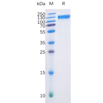 Human FLT3 Protein, hFc-His Tag
