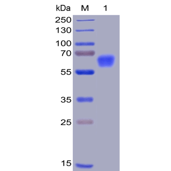 Human CD47 Protein, mFc-His Tag