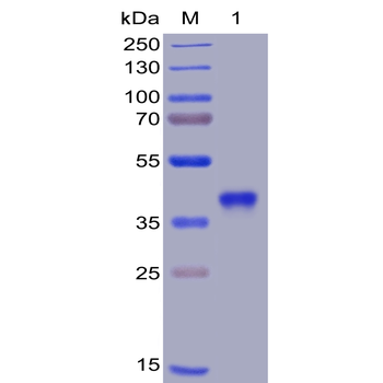 Human GITR Protein, mFc-His tag