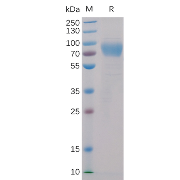 Human GITR Ligand Protein, mFc-His tag