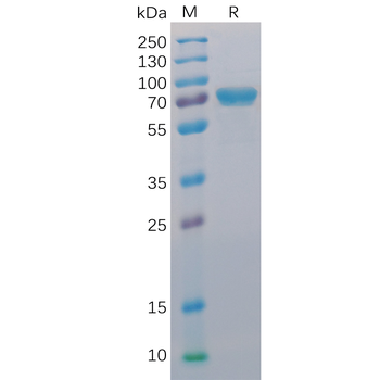 Human SLAMF1 Protein, mFc-His tag