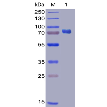 Human B7-2 Protein, mFc-His Tag