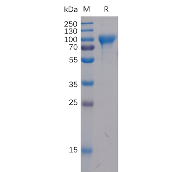 Human CD30 Ligand Protein, mFc-His Tag