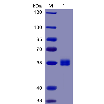 Human BAFF-R Protein, mFc Tag
