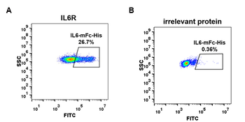 Human BAFF-R Protein, mFc Tag