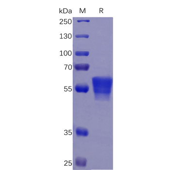 Human 4-1BB Ligand Protein, mFc-His Tag