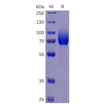 Human NTB-A Protein, mFc-His Tag