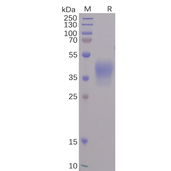 Human TACI Protein, hFc Tag