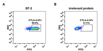 Human TGFBR1 Protein, N-hFc Tag