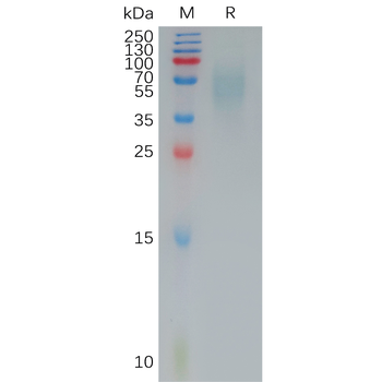 Human TNFRSF10B Protein, mFc Tag