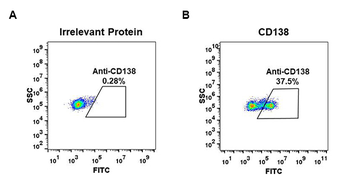 CD138 Antibody