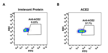 ACE2 Antibody