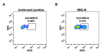 Mesothelin Antibody