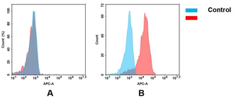 Mesothelin Antibody