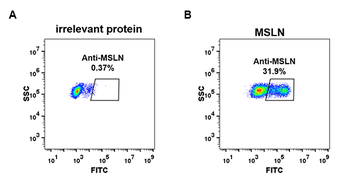 Mesothelin Antibody