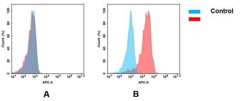 Mesothelin Antibody