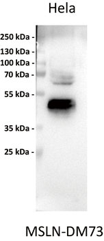 Mesothelin Antibody