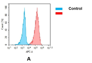 EGFR Biosimilar Antibody