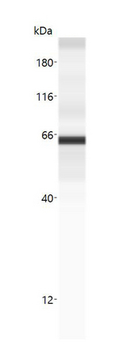 CD36 Antibody