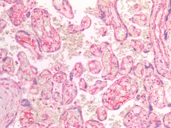 SDC1/Syndecan 1/CD138 Antibody