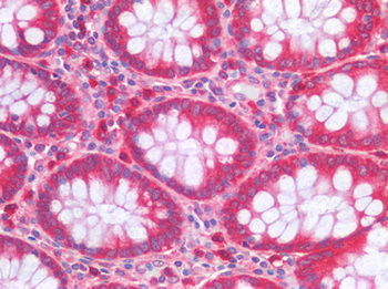 TNFSF4/OX40L/CD252 Antibody