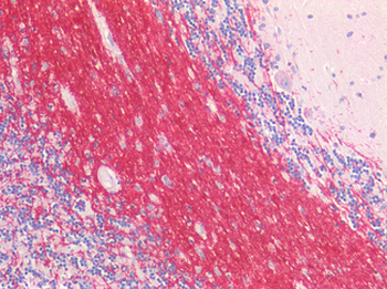 MBP/Myelin Basic Protein Antibody