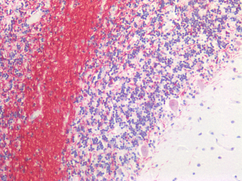 MBP/Myelin Basic Protein Antibody