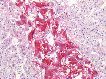 TUBB3/Tubulin Beta 3 Antibody