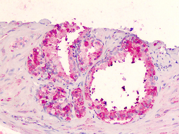 GPR183/EBI2 Antibody