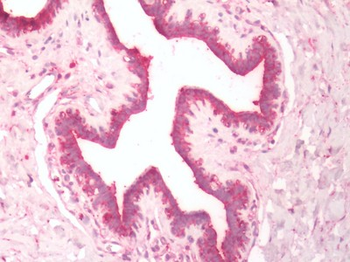 DUSP26/MKP8 Antibody