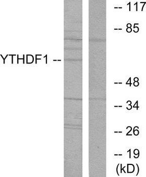 YTHDF1 Antibody