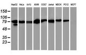 STAT5A Antibody
