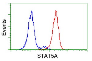 STAT5A Antibody