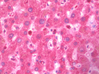 TNFSF4/OX40L/CD252 Antibody