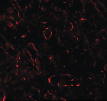 TNFSF4/OX40L/CD252 Antibody