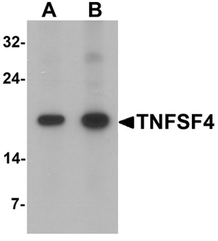 TNFSF4/OX40L/CD252 Antibody