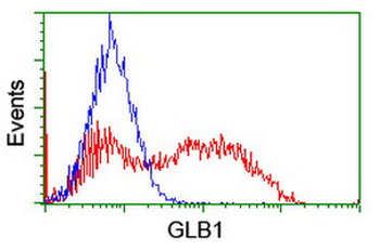 GLB1/Beta-Galactosidase Antibody
