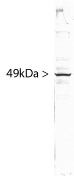 SF3B4 Antibody