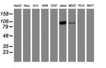 PECAM-1/CD31 Antibody