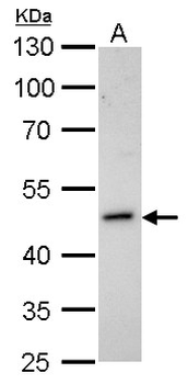 HOMER1/Homer 1 Antibody