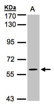 MAPK4/ERK4 Antibody