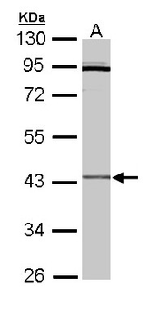 CRLF1 Antibody