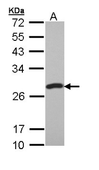 PCMT1 Antibody