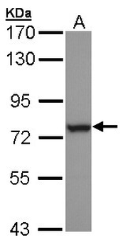 HSPA6/HSP70B' Antibody
