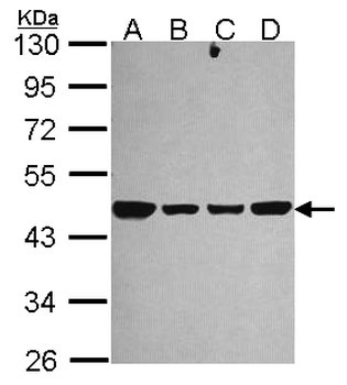 NDUFS2 Antibody