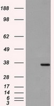 CD32A Antibody