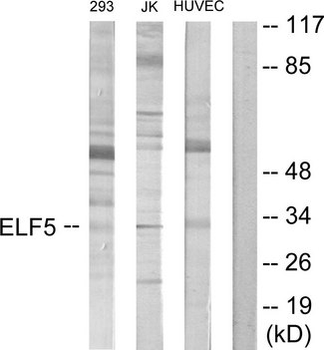 ELF5 Antibody