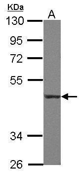 CD55 Antibody